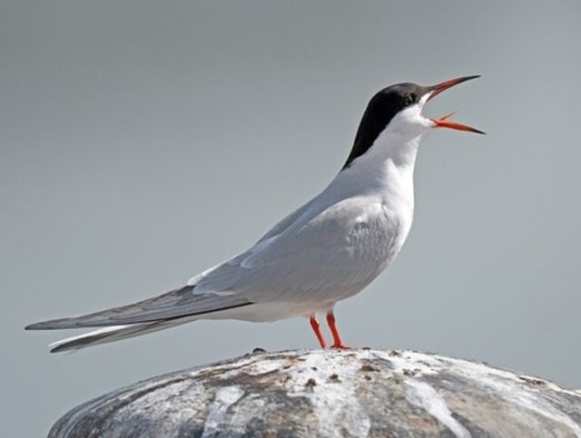 A River Tern perched on a rock.