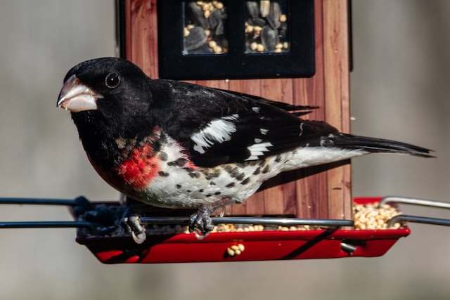 A Rose-breasted Grosbeak eating seeds from a bird feeder.