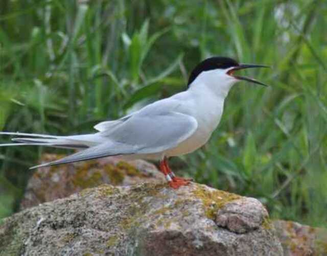 A Roseate Tern perched on a large rock.