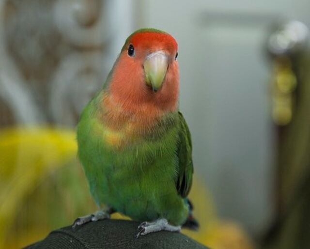 A Rosy-faced Lovebird.