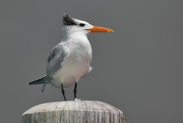 A Royal Tern perched on a post.