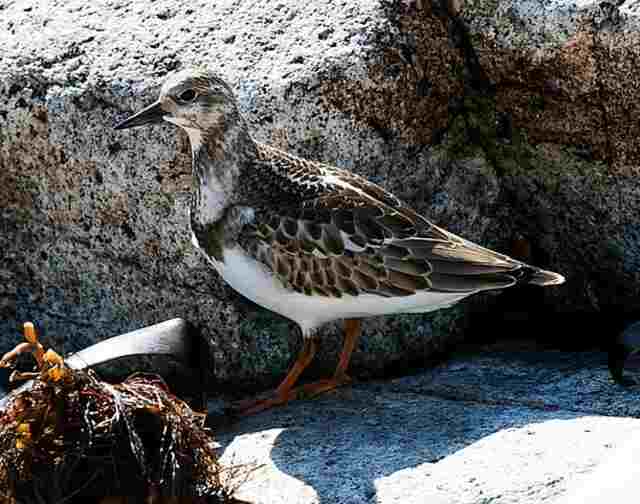 A Ruddy Turnstone standing on a large rock.