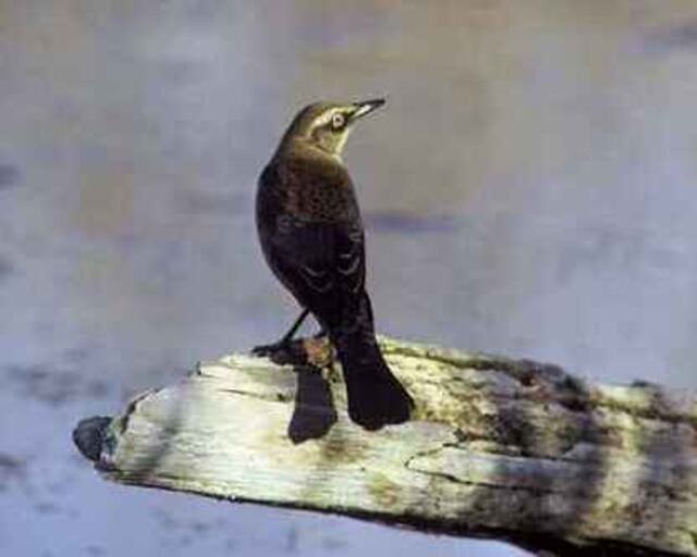 A Rusty Blackbird perched on a log.