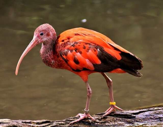 A Scarlet Ibis standing on the shoreline.