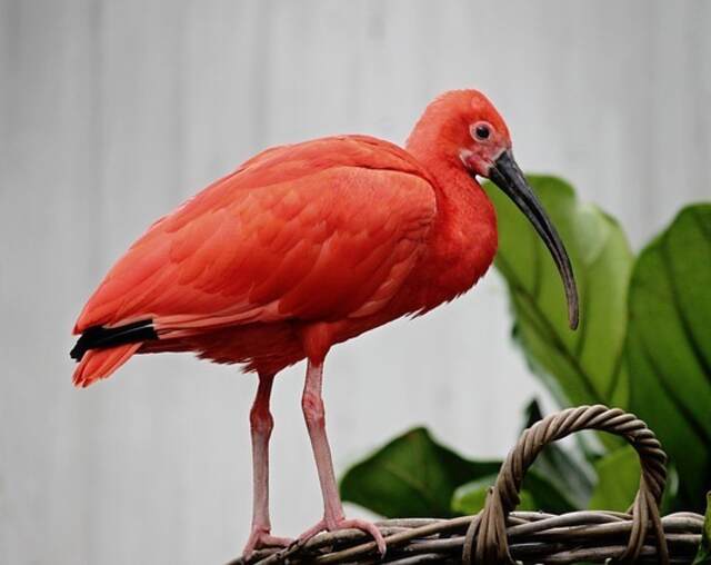 A Scarlet Ibis perched on a large basket.