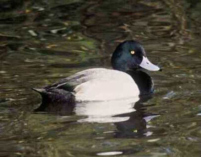 A Scaup floating in the water.