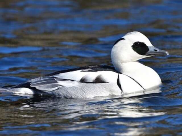 A Smew floating in the water.
