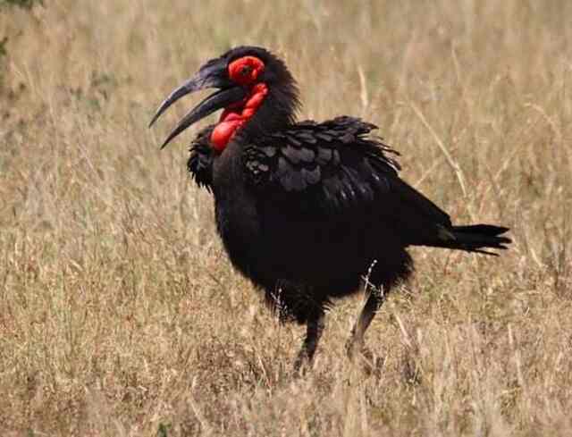 A Southern Ground Hornbill walking around in a field.