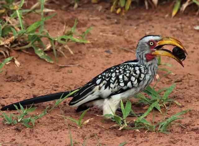 A Southern Yellow-billed Hornbill with a beetle in its beak.