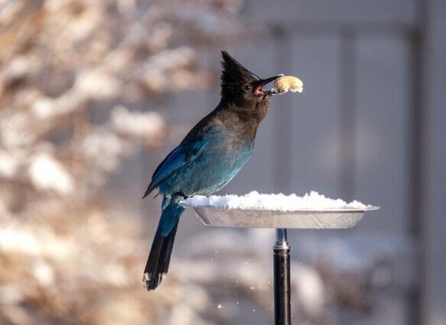 A Steller's Jay perched on a platform feeder in winter, eating a peanut.