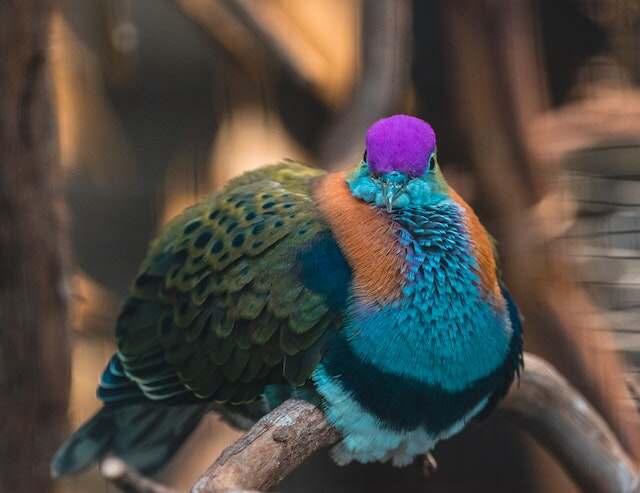 A Superb Fruit-dove perched on a branch.