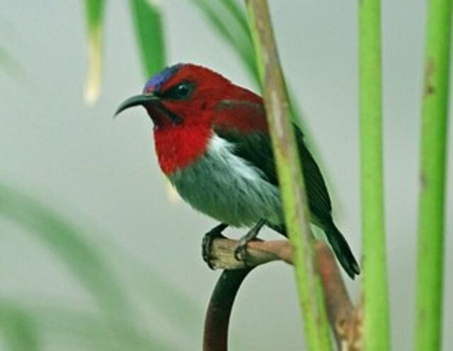 A Temminck's Sunbird perched on a branch.