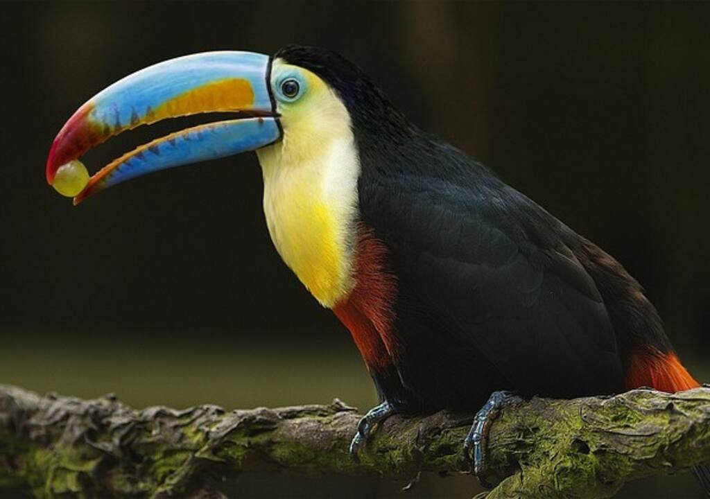 A Toucan with a colorful beak.