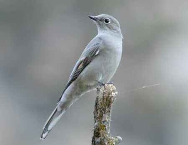 A Townsend’s Solitaire perched on branch.