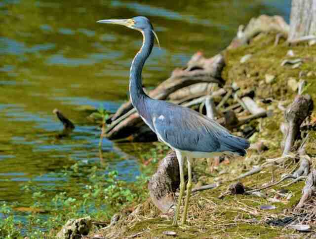 A Tricolored Heron standing on the shoreline.