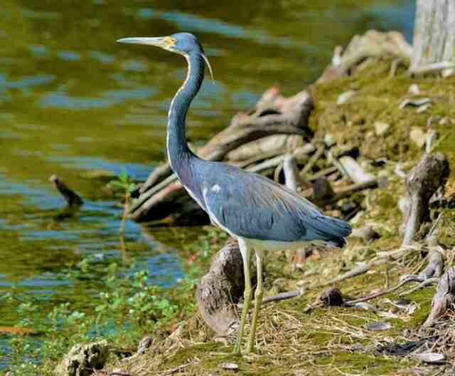 A Tricolored Heron standing on the shoreline.