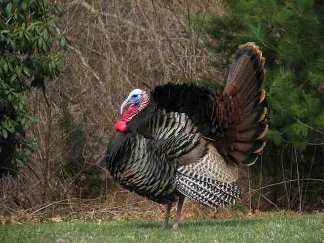 A Turkey walking around in a backyard.