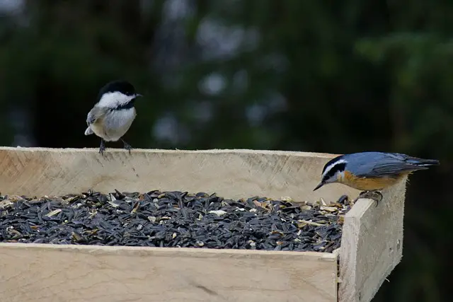 A Black-capped Chickadee and a Red-breasted Nuthatch eating sunflower seeds from a tray feeder.