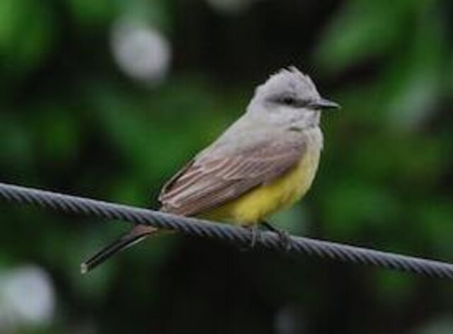 A Western Kingbird on a wire.