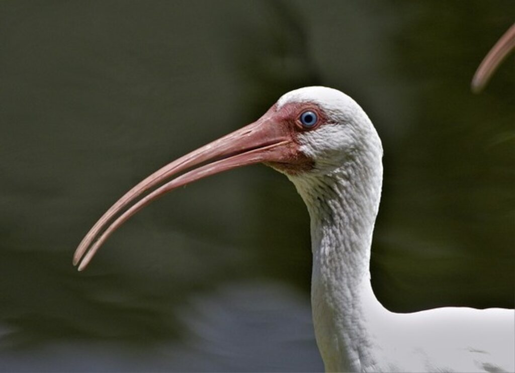 A White Ibis with a very long beak standing around.