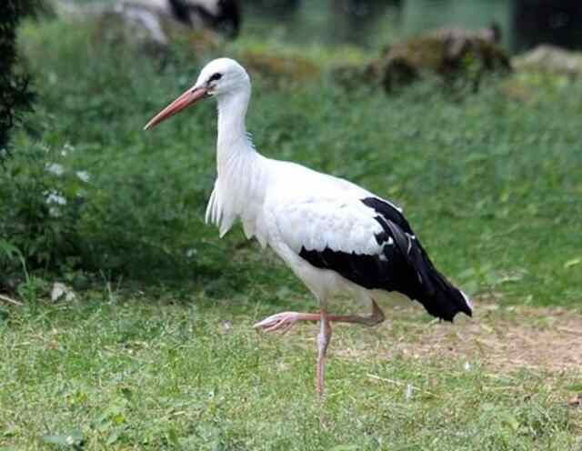 A White Stork on land standing on one leg.