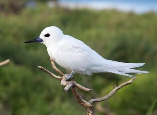 A White Tern perched on a tree.