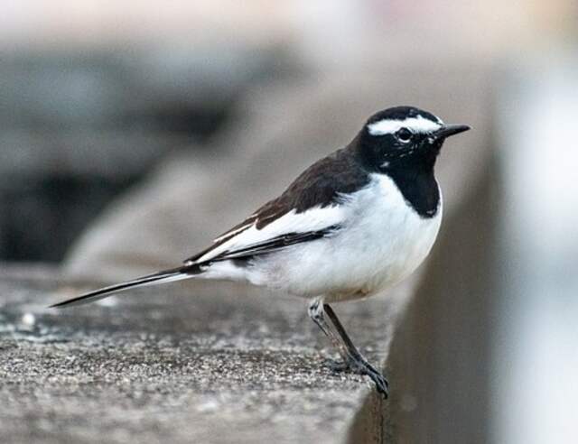 A White-browed Wagtail perched on a ledge.