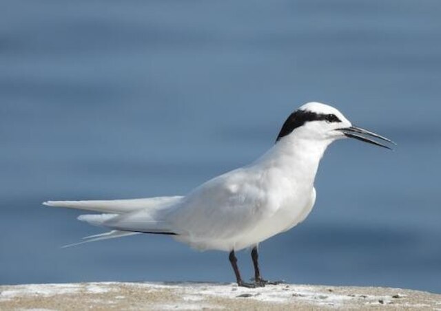 A White-Fronted Tern on the beach.