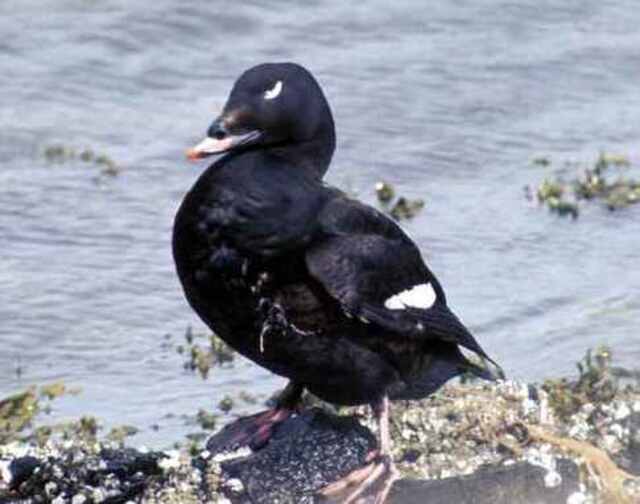 A White-winged Scoter perched on a large rock.
