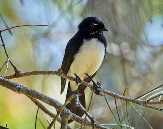 A Willie Wagtail perched in a tree.