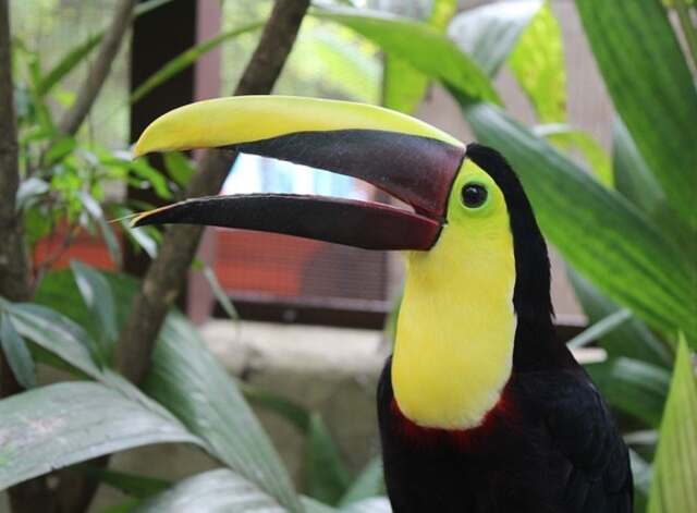 A Yellow-billed Toucan perched on a tree branch.