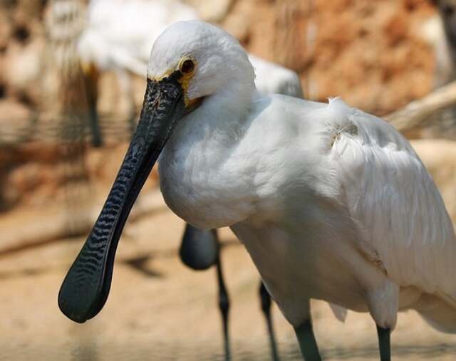 An African Spoonbill in the wilderness.