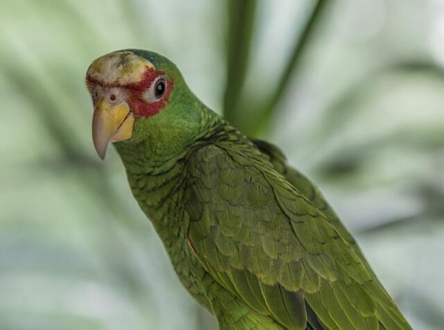 An Amazon Parrot standing still.