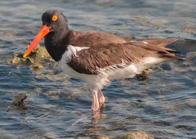 An American Oystercatcher standing in the water.