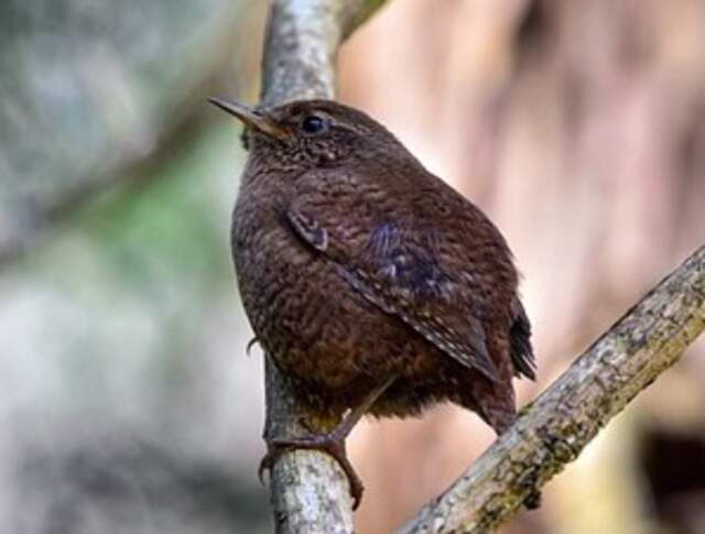 A Winter Wren perched on a tree branch.