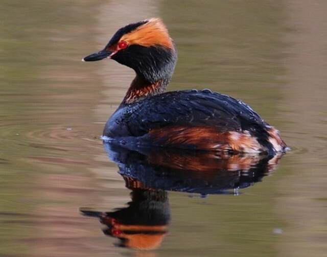 A Horned Grebe floating in the water.