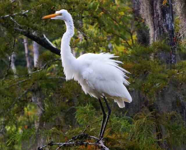 A Great Egret perched in a tree.