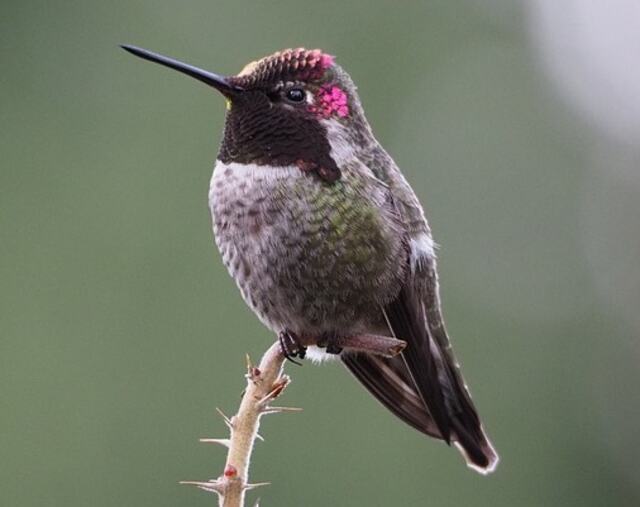 An Anna's Hummingbird perched on a twig.
