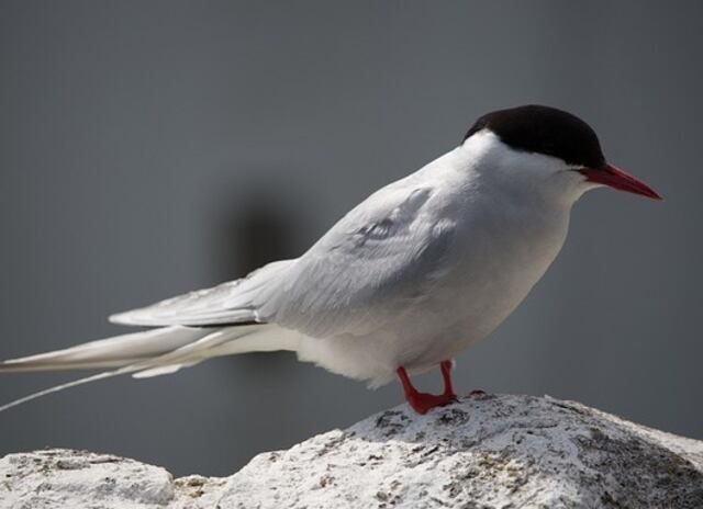An Arctic Tern perched on a large rock.