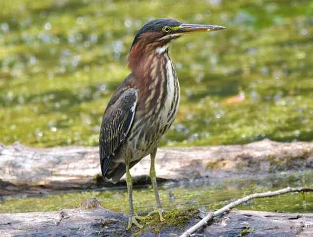A Green Heron standing on a log.