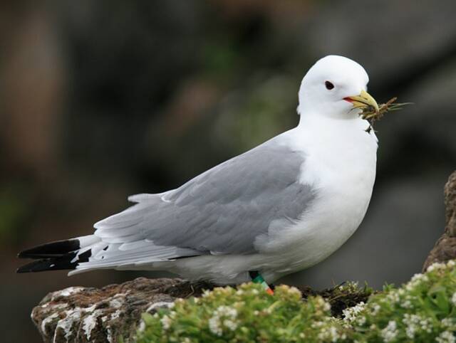 A Northern Atlantic Fulmar gathering nest building material.