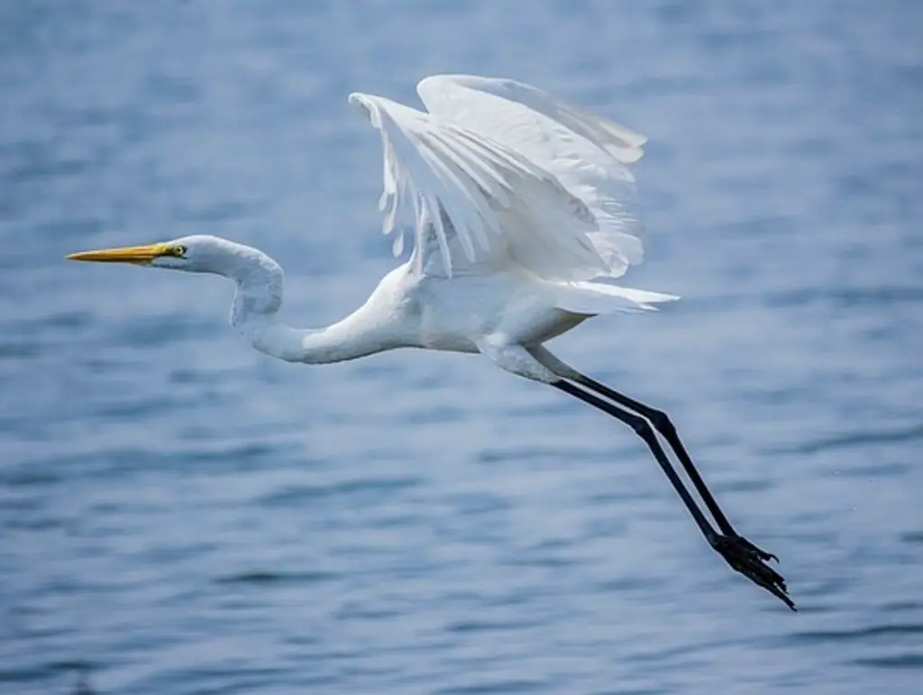 A Great Egret taking flight from the water.