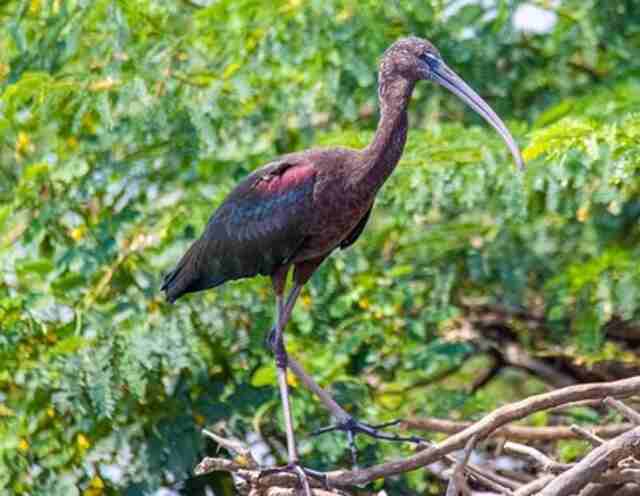 A Glossy Ibis standing on a bunch of branches.