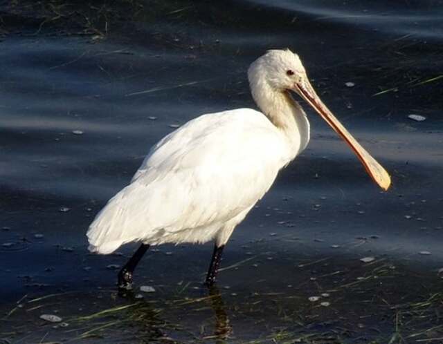A Eurasian Spoonbill in the water.