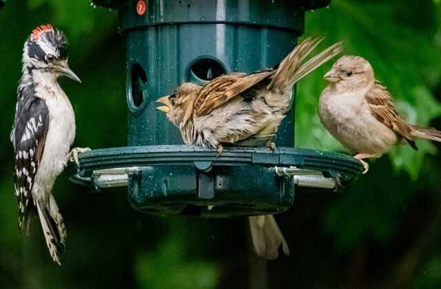 A woodpecker and two sparrows competing for food at a bird feeder.