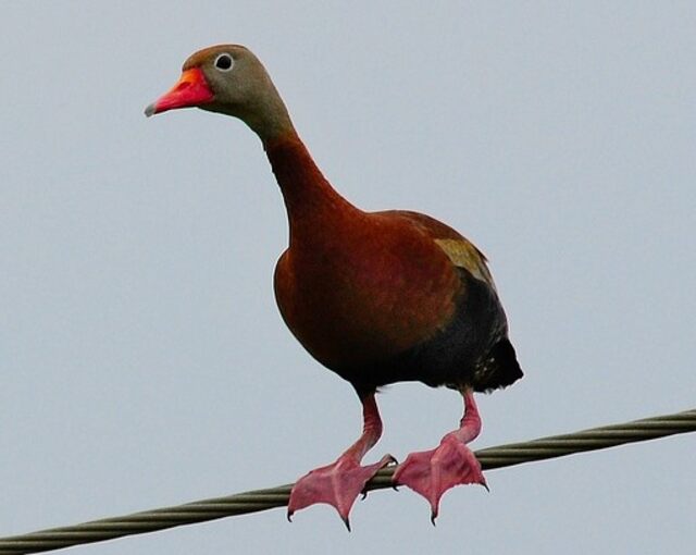 A Black-bellied Whistling Duck perched on a thick cable.