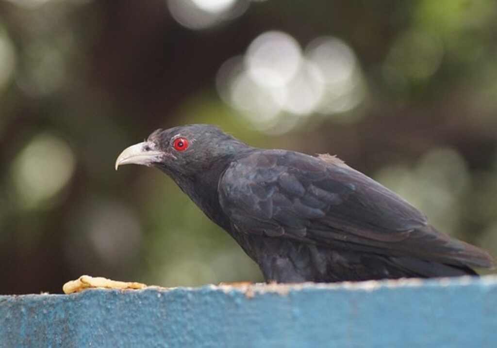 A bird with black plumage and red eyes.