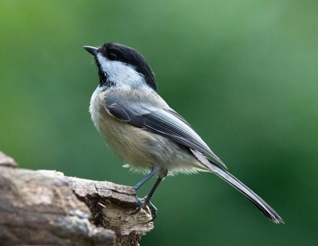 A Black-capped Chickadee perched on an old tree.