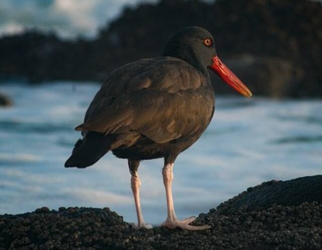 A Black Oystercatcher standing on shore.
