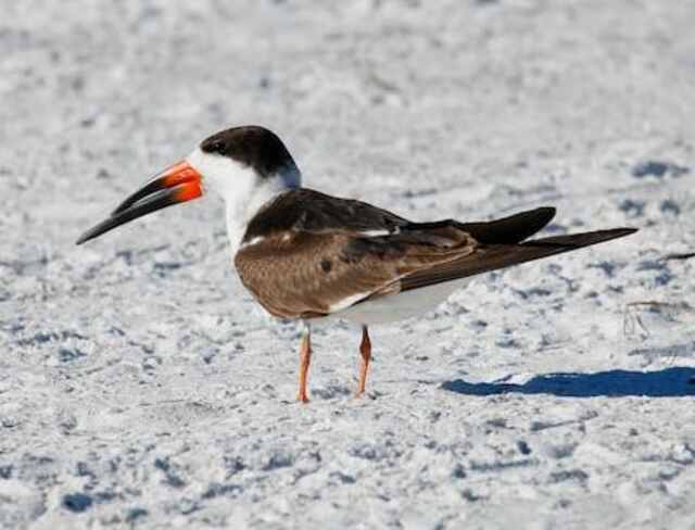 A Black Skimmer walking around on beach sand.